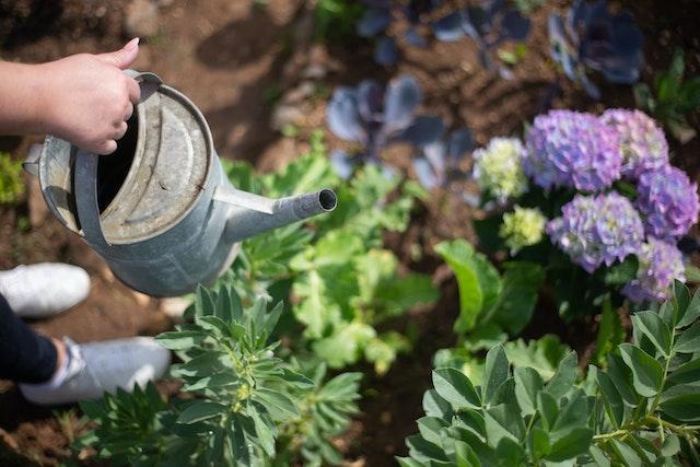 Drinking Water & Gardening